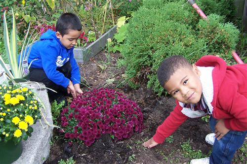 planting mums 